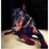 457565158188e28b498d5cafa7920d00.webp 15mm Strong Dog Chain Cuban Gold Stainless Steel Collar For Big Or Small Dogs P-Chain Choker For Dogs Pitbulls