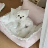 my-11134207-820lf-mnktdrhfcbgl05.webp Cotton Pet Bed, Soft & Washable All-Season Pet Sleeping Mat for Dogs & Cats