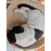 Pet Bed, Rattan Cat Bed, Woven Cat Bed, Woven Pet Bed, Cat Bed, Dog Bed, Cat Scratching Board