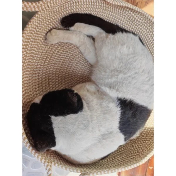 Pet Bed, Rattan Cat Bed, Woven Cat Bed, Woven Pet Bed, Cat Bed, Dog Bed, Cat Scratching Board