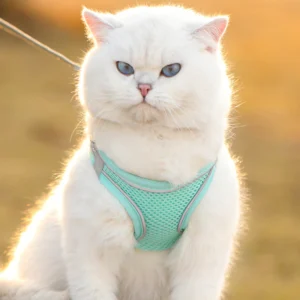 sg-11134201-7rdxy-mc9f32juz90xd4.webp Cat Traction Rope Anti-breakaway Vest Type Breathable Reflective Pet Chest Strap Small Dog Walking Cat Rope Pet Supplies