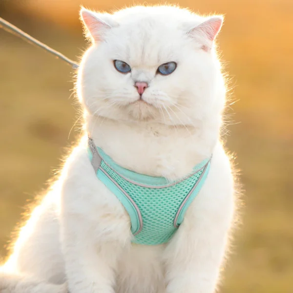 Cat Traction Rope Anti-breakaway Vest Type Breathable Reflective Pet Chest Strap Small Dog Walking Cat Rope Pet Supplies