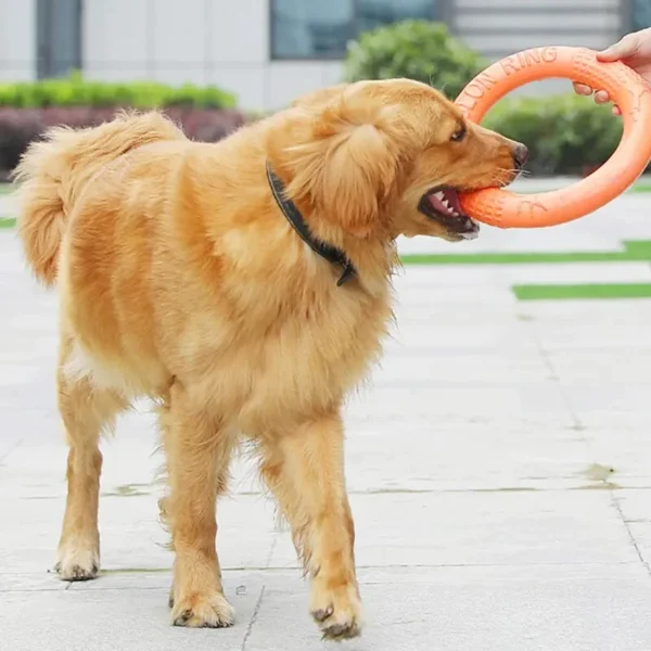 sg-11134301-7rcd5-lt0dyvdbaahj87.webp 1pc Orange Dog Flying Disc – EVA Interactive Training Ring Puller